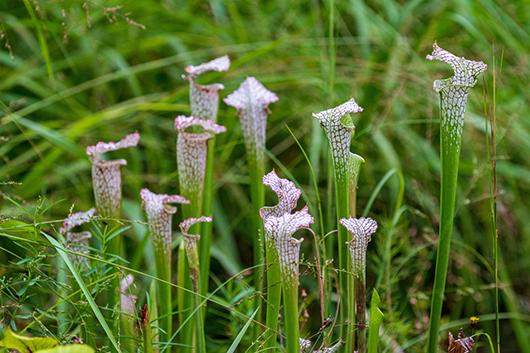 Pitcher plants Pitcher plants